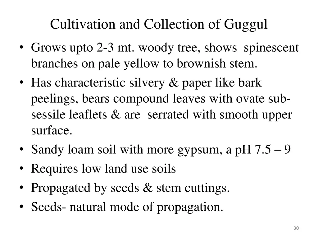 cultivation and collection of guggul