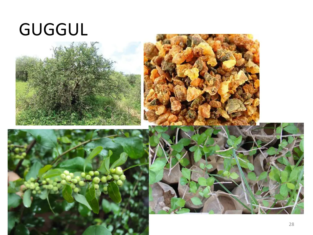 guggul