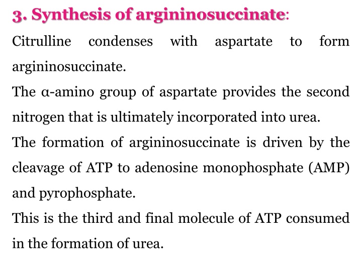 3 synthesis of argininosuccinate