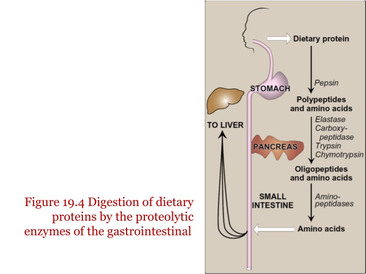 figure 19 4 digestion of dietary proteins