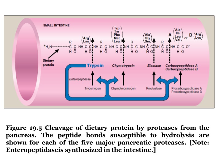 figure 19 5 cleavage of dietary protein