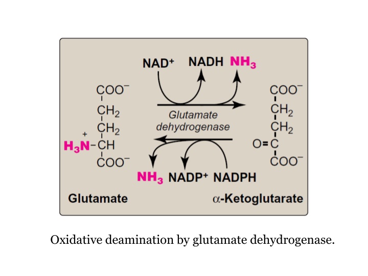 oxidative deamination by glutamate dehydrogenase