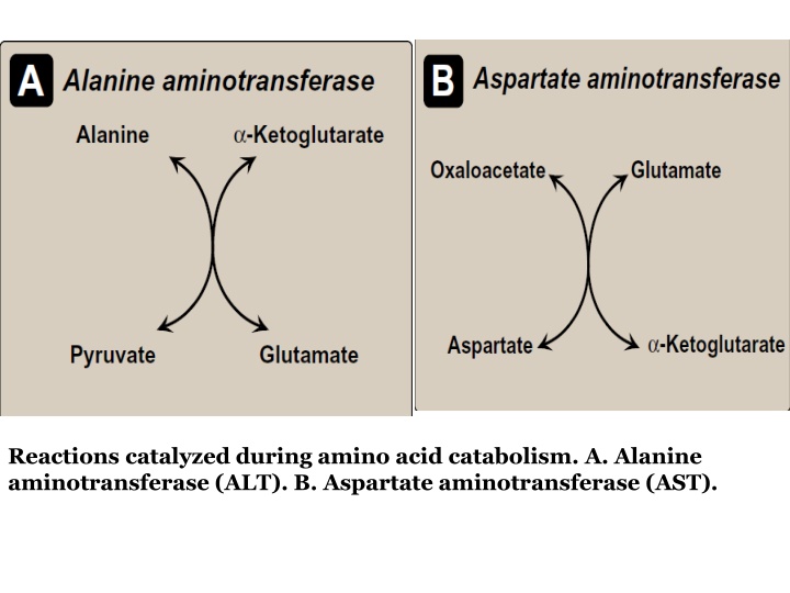 reactions catalyzed during amino acid catabolism
