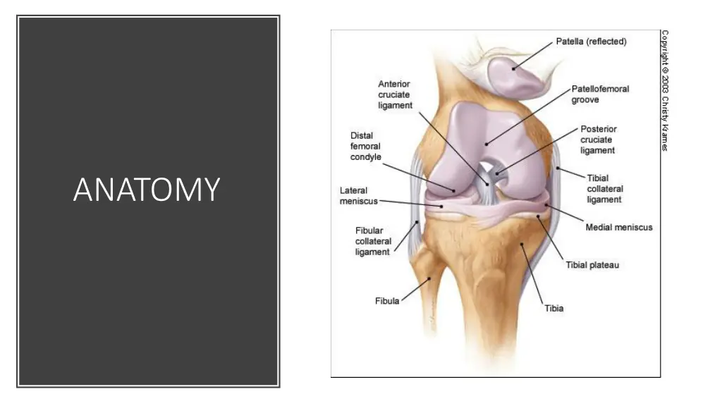 anatomy