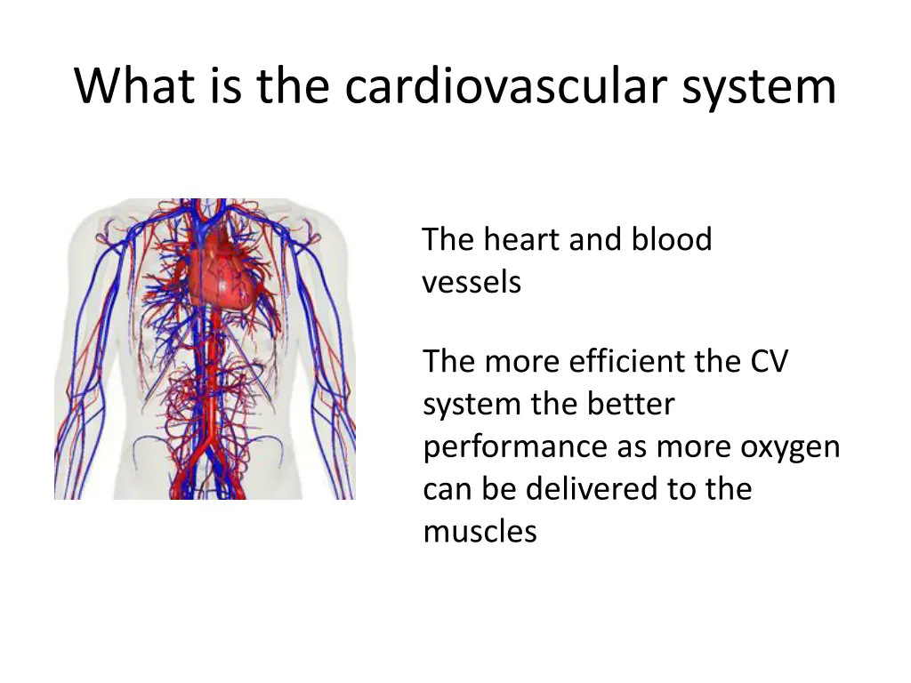 what is the cardiovascular system