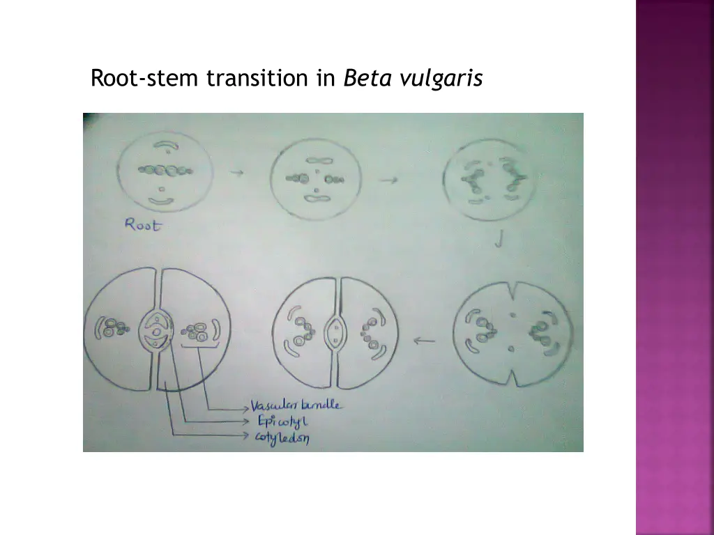 root stem transition in beta vulgaris 1