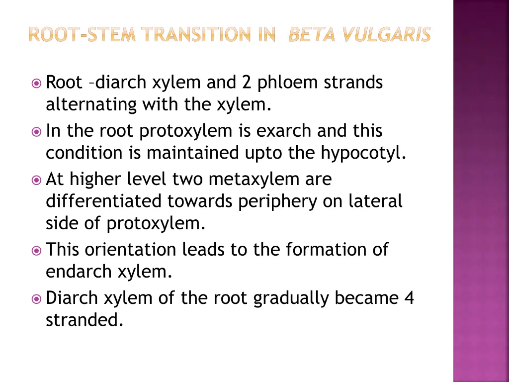 root stem transition in beta vulgaris