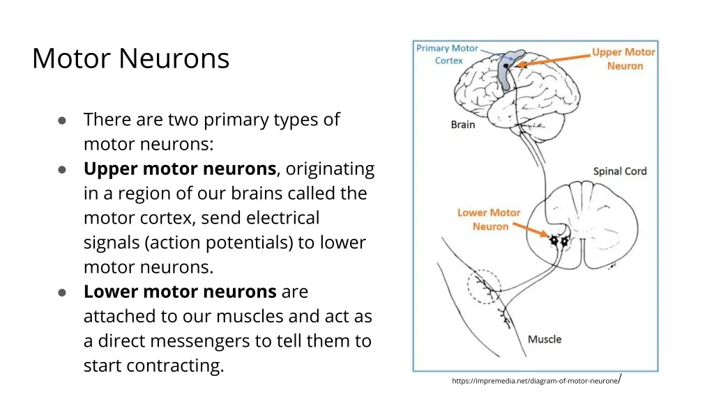 motor neurons