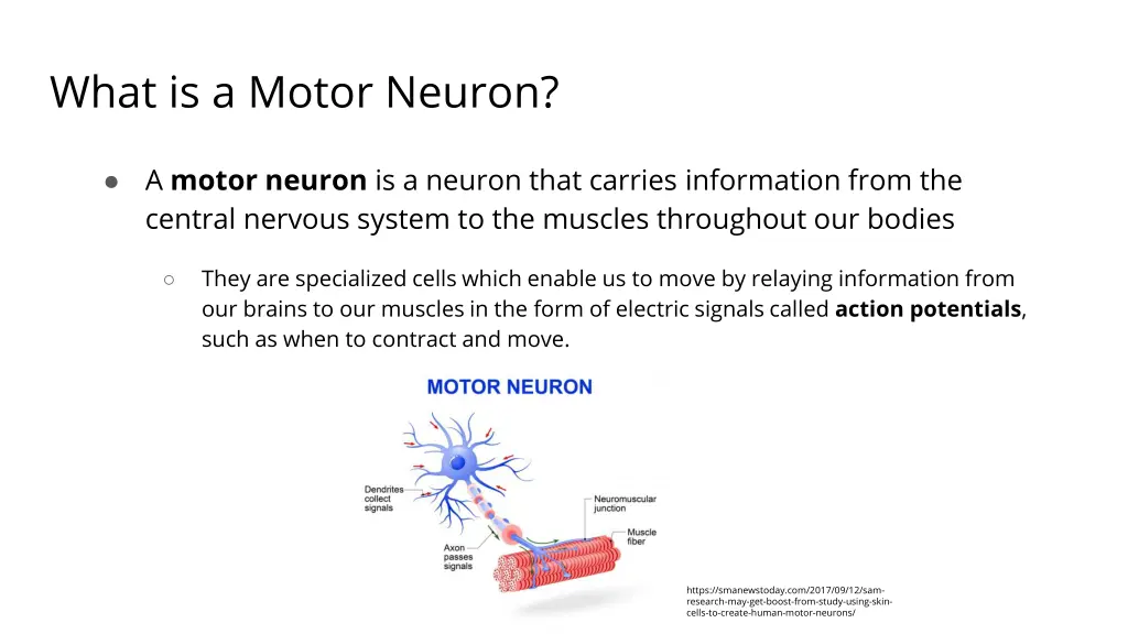 what is a motor neuron