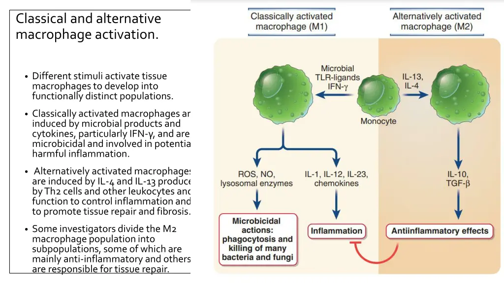 classical and alternative macrophage activation