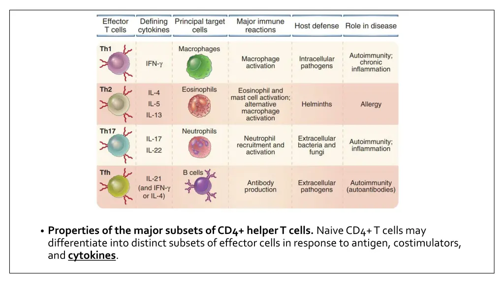 properties of the major subsets of cd4 helper