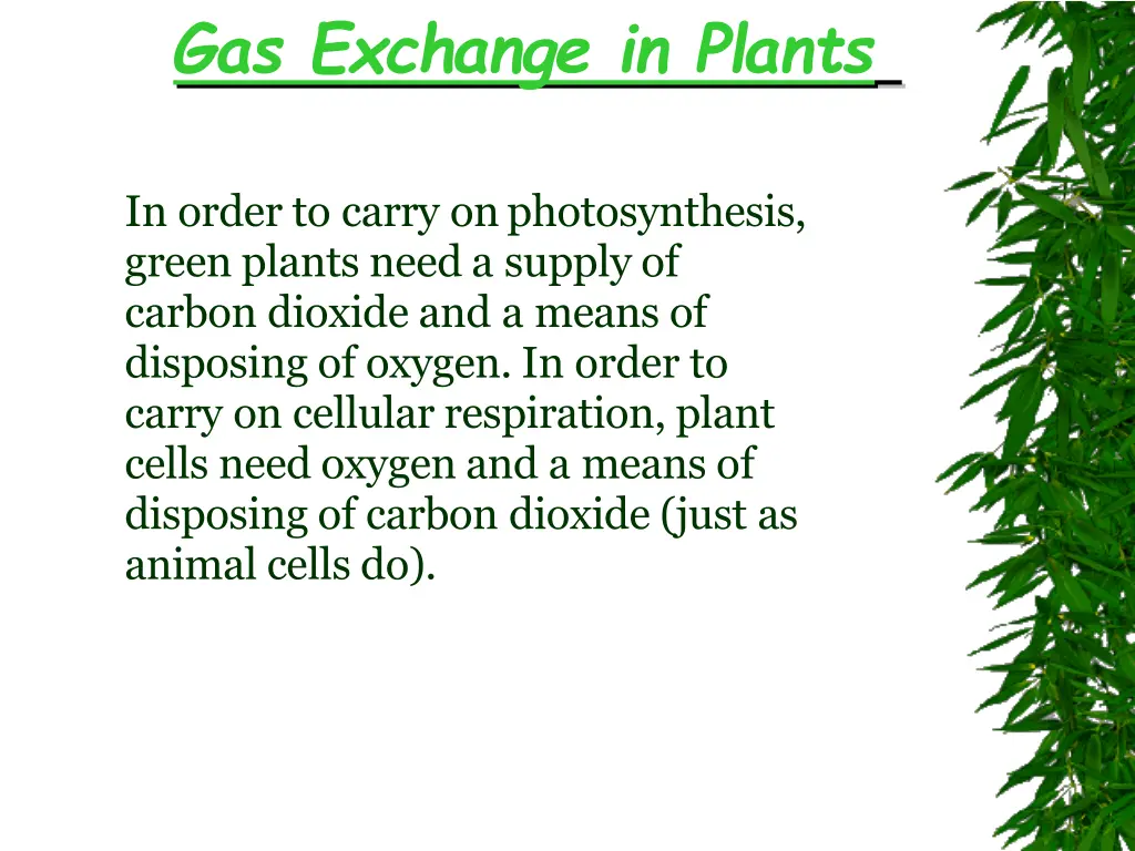 gas exchange in plants