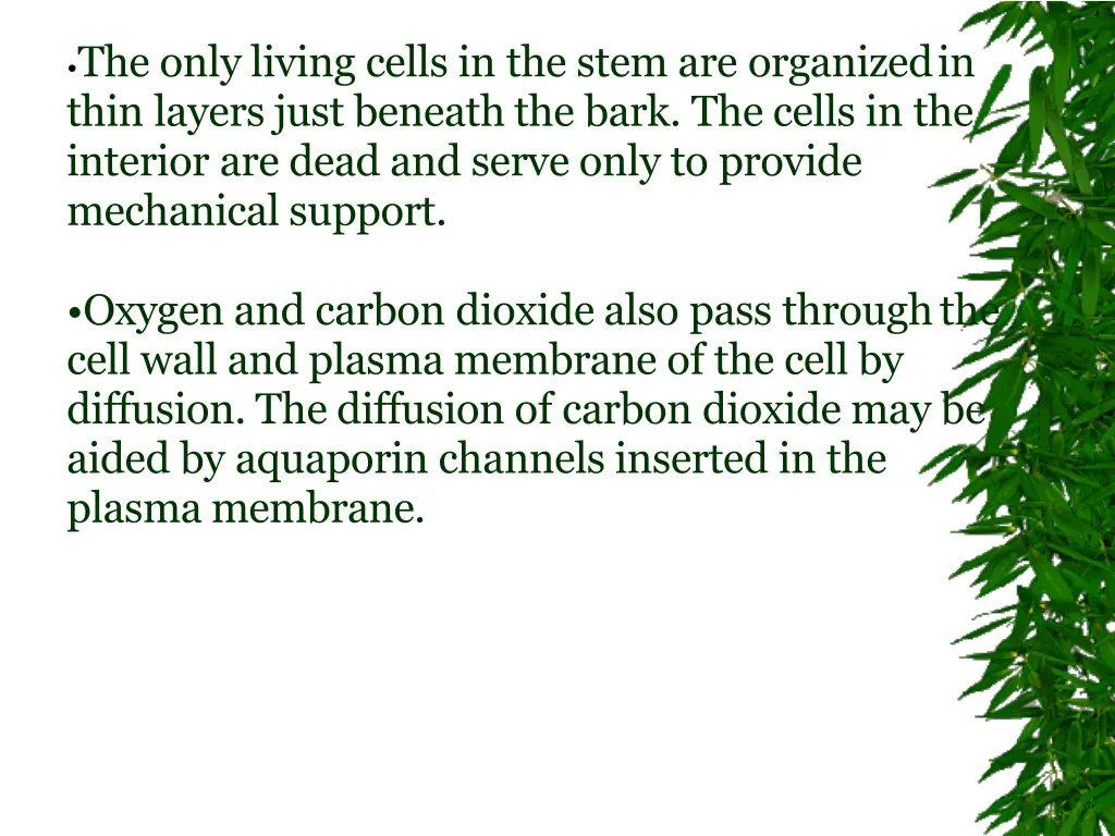 the only living cells in the stem are organizedin