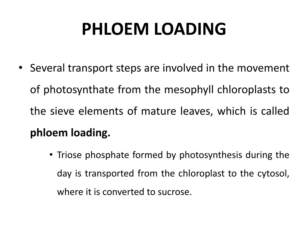 phloem loading