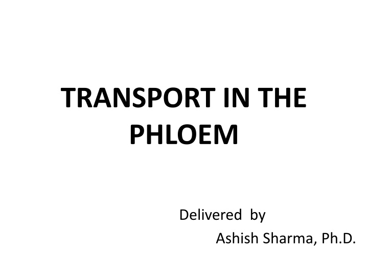 transport in the phloem