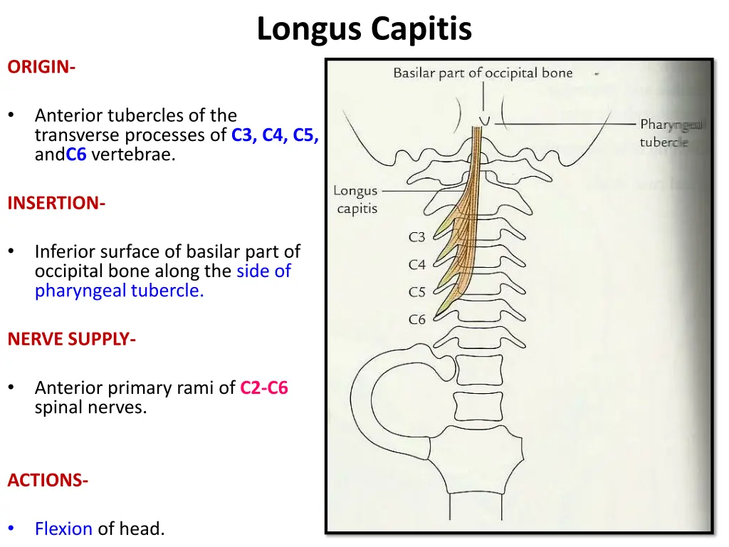 longus capitis