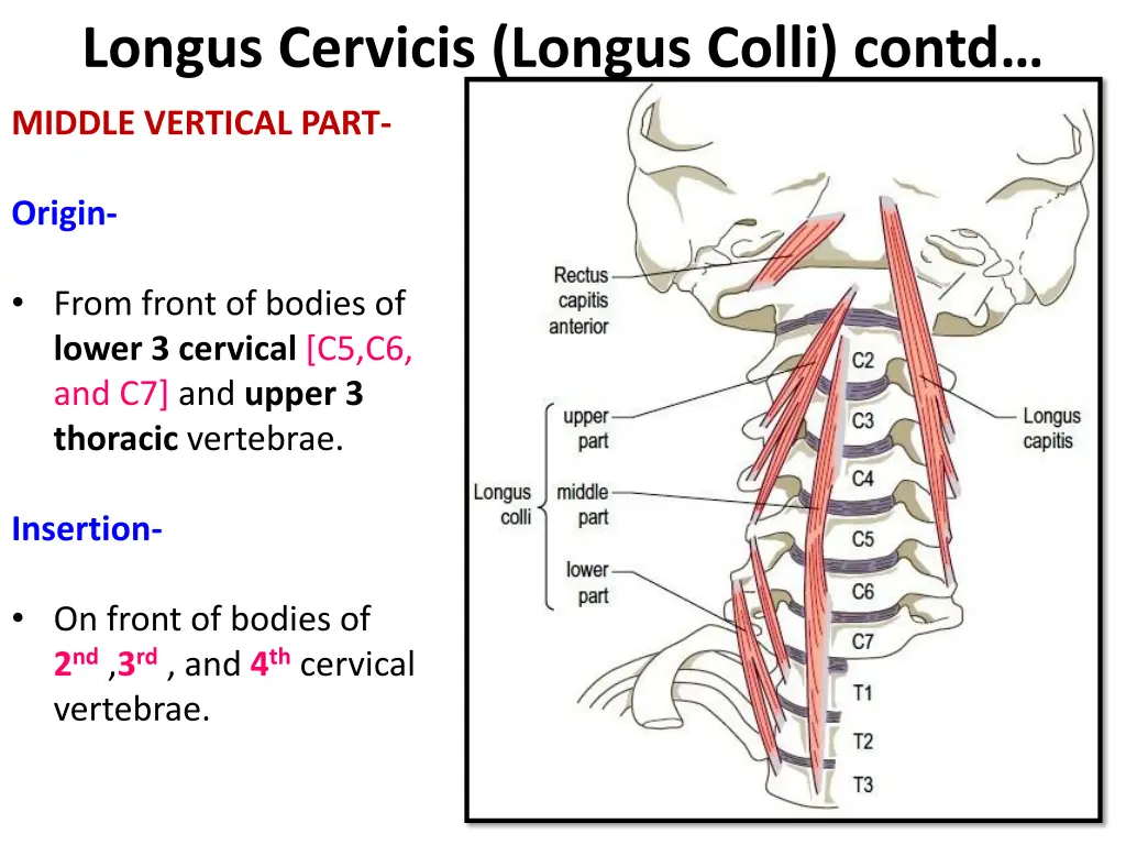 longus cervicis longus colli contd