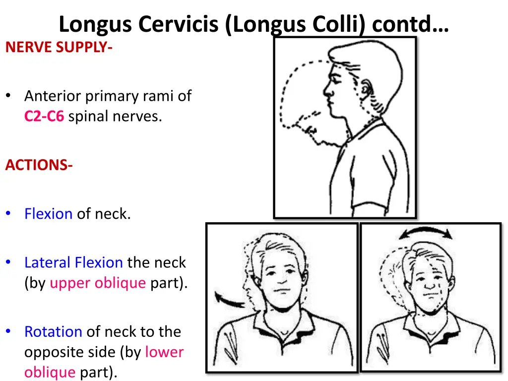 longus cervicis longus colli contd nerve supply