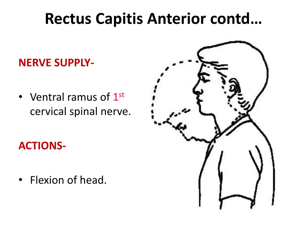 rectus capitis anterior contd