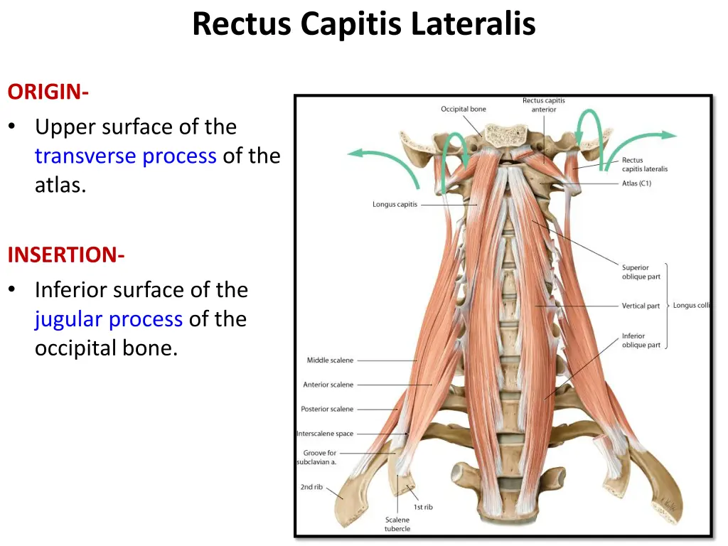 rectus capitis lateralis