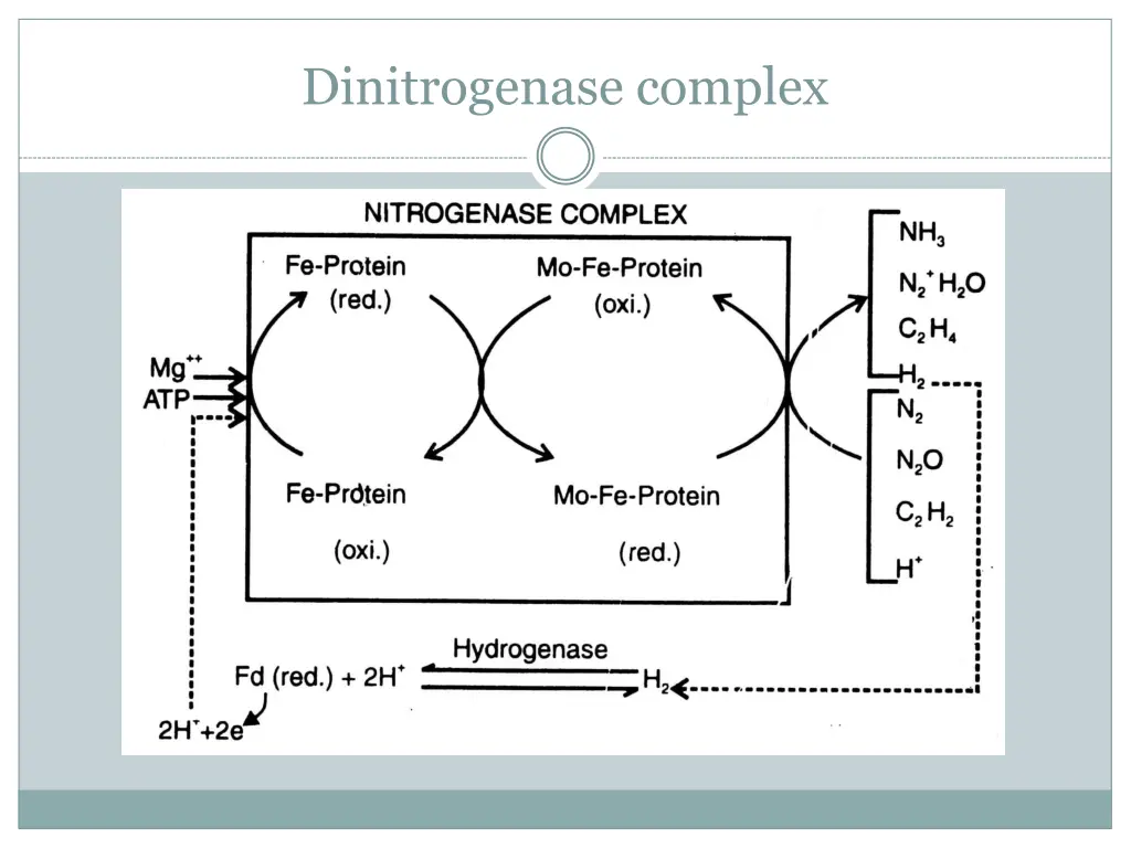 dinitrogenase complex