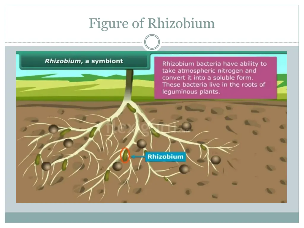 figure of rhizobium