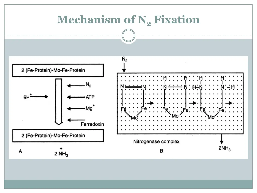 mechanism of n 2 fixation