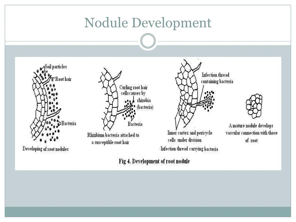 nodule development