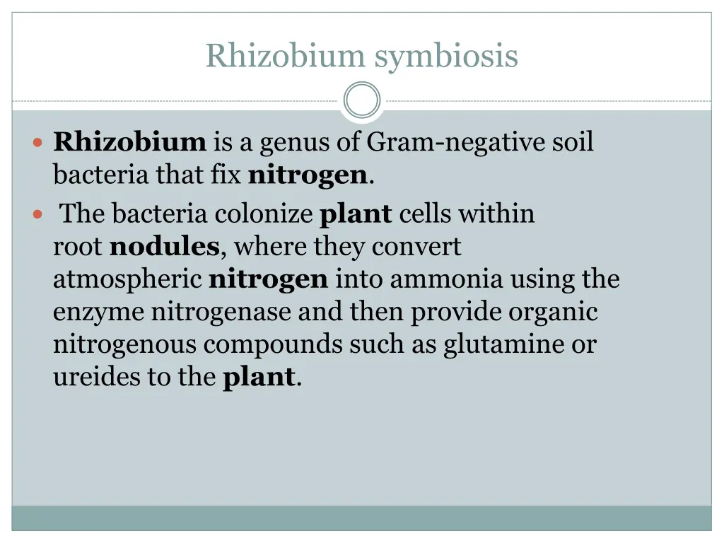 rhizobium symbiosis