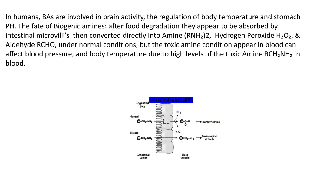 in humans bas are involved in brain activity