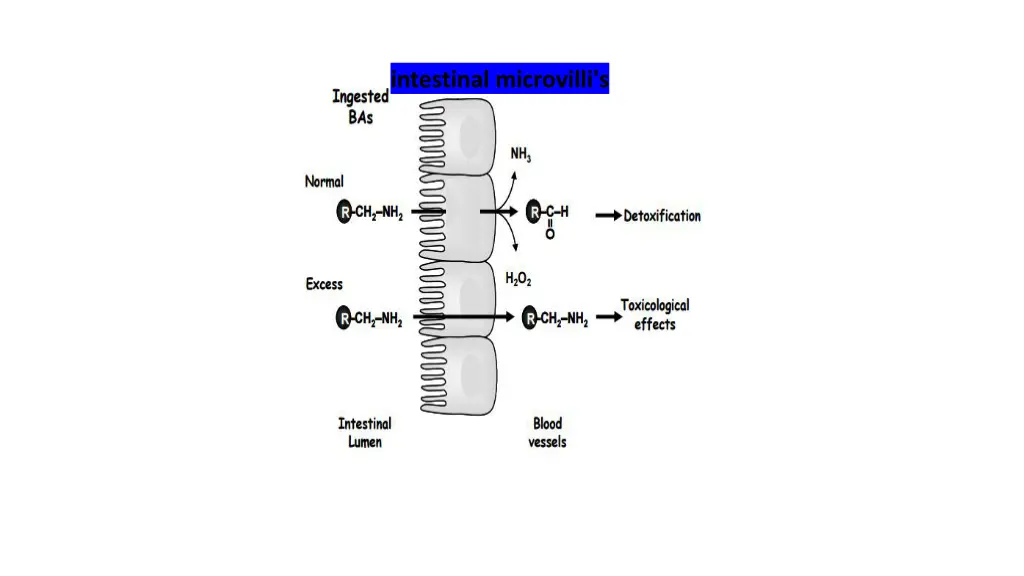 intestinal microvilli s