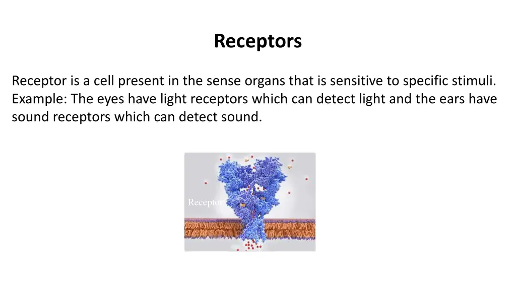 receptors