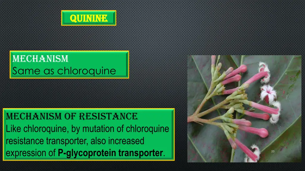 quinine quinine 2