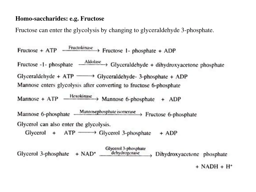 homo saccharides e g fructose