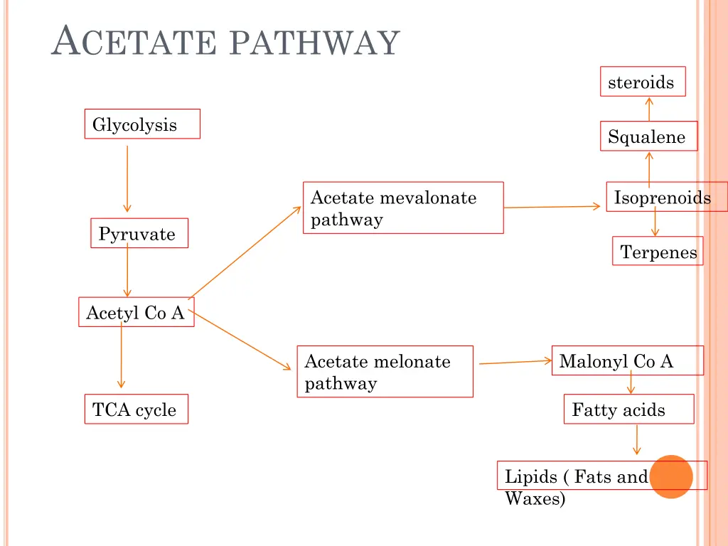 a cetate pathway