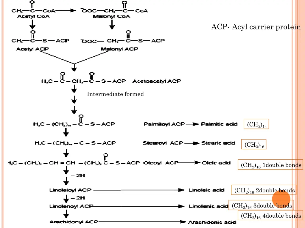 acp acyl carrier protein