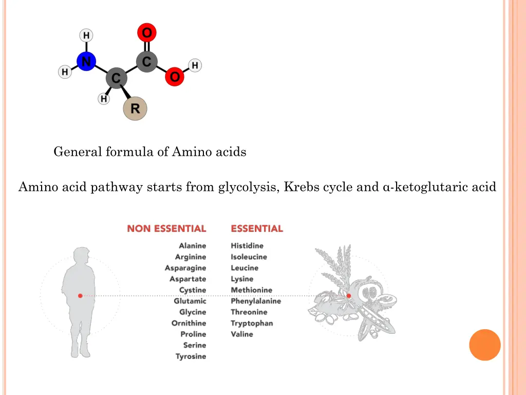 general formula of amino acids