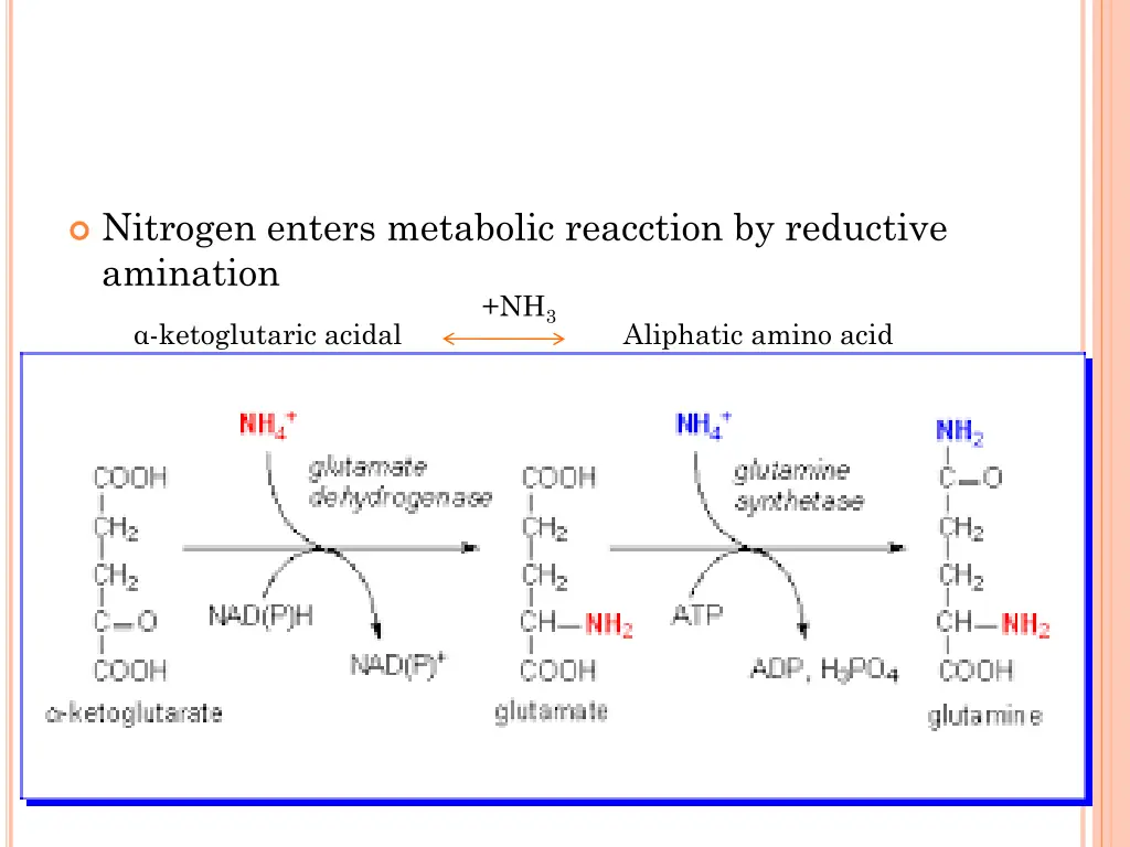 nitrogen enters metabolic reacction by reductive