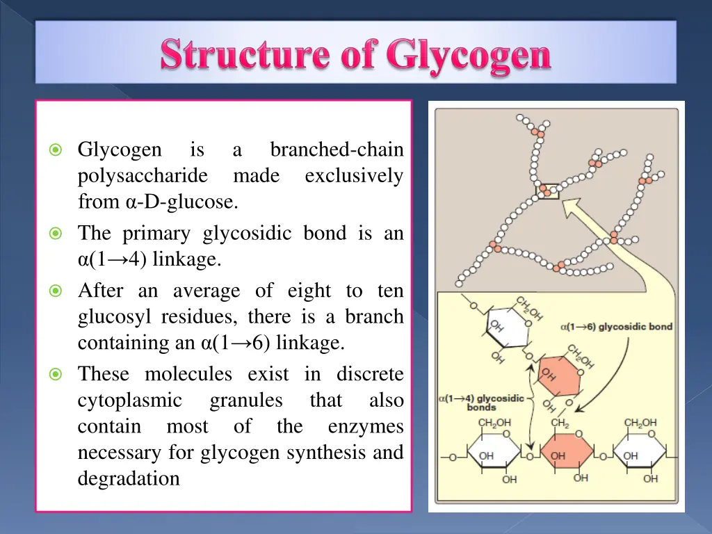 glycogen polysaccharide from d glucose