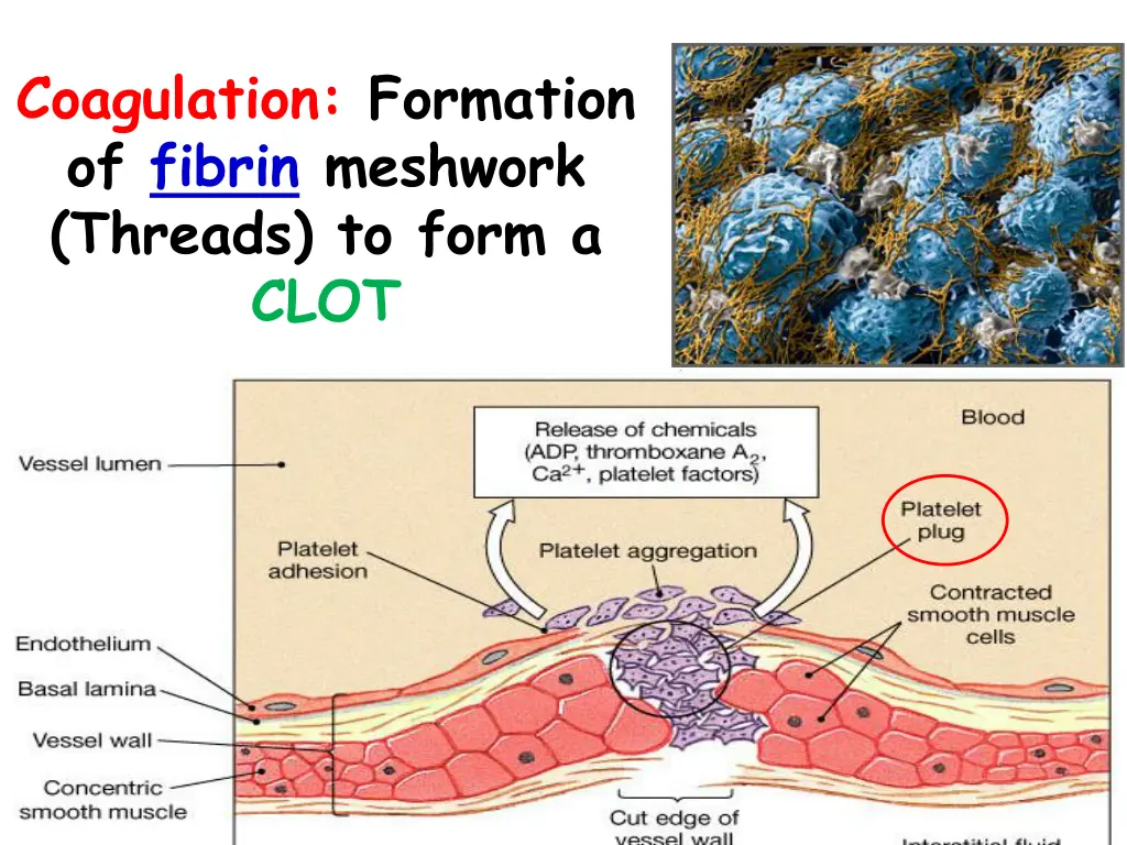 coagulation formation of fibrin meshwork threads