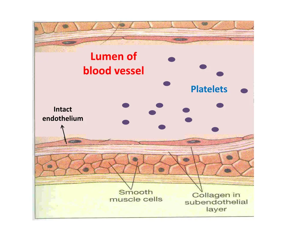 lumen of blood vessel