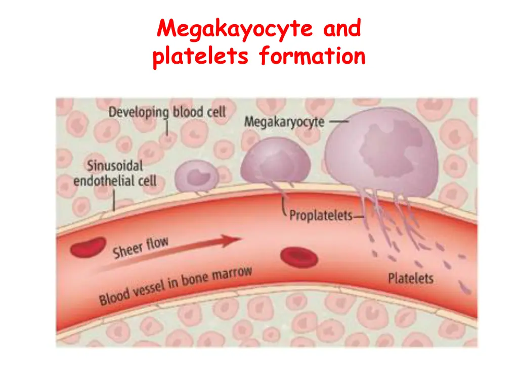 megakayocyte and platelets formation