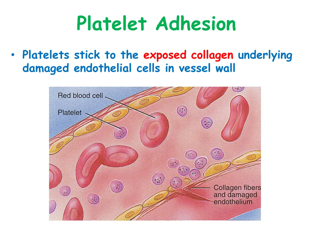 platelet adhesion