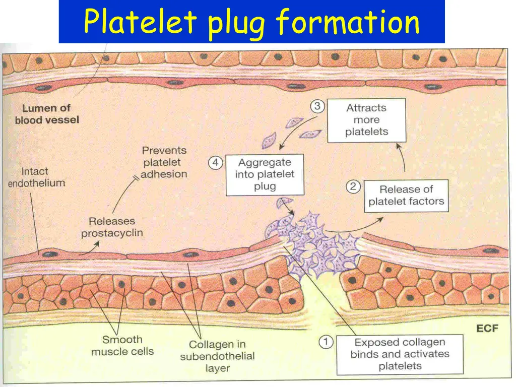 platelet plug formation 1