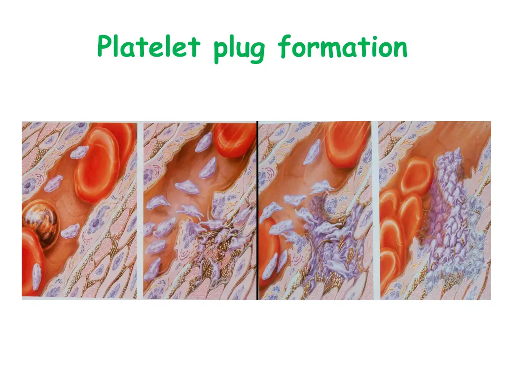 platelet plug formation