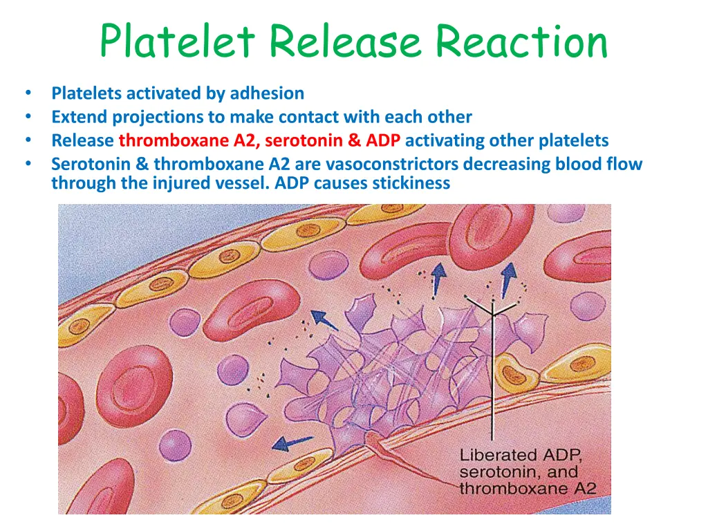 platelet release reaction