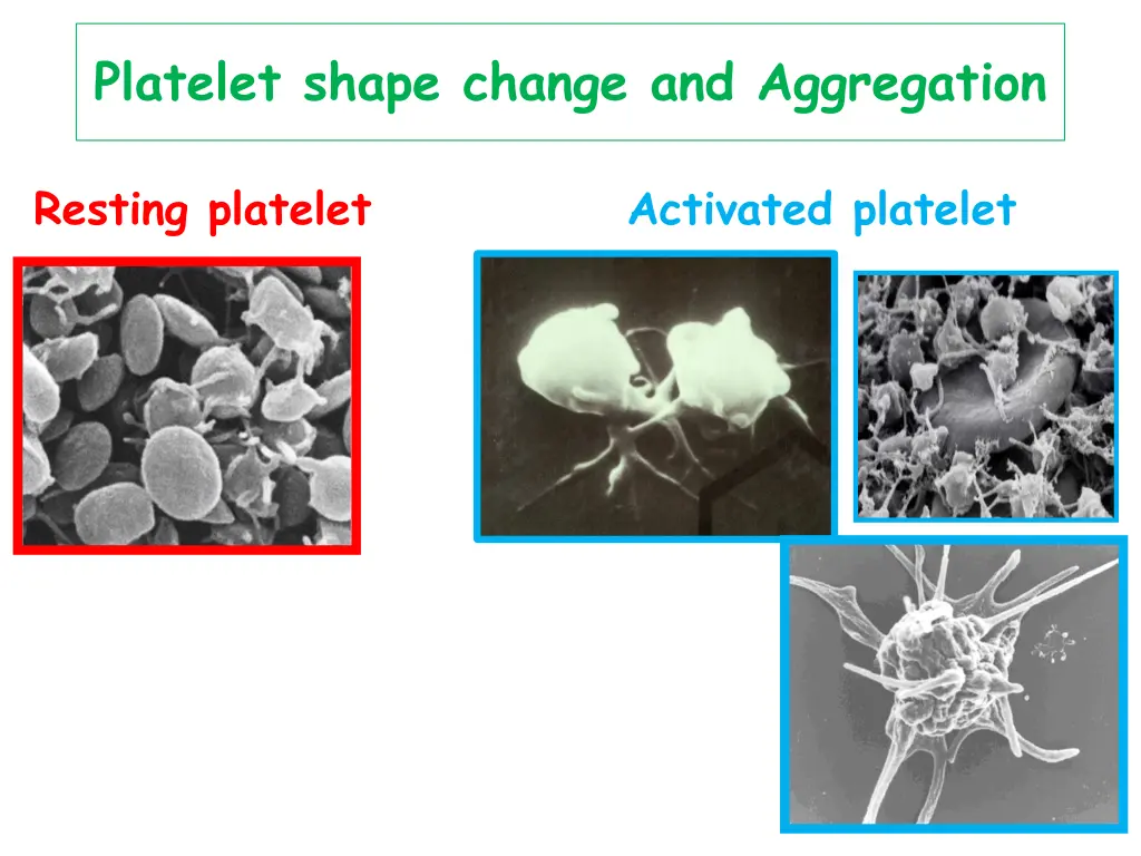 platelet shape change and aggregation