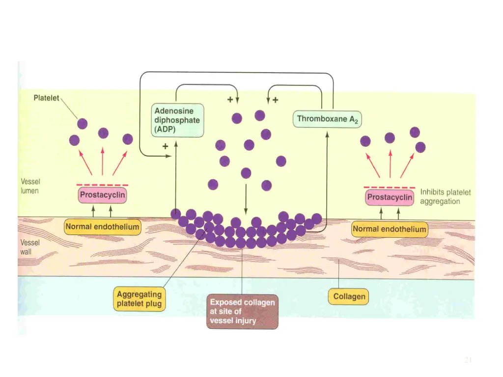 platelets aggregation