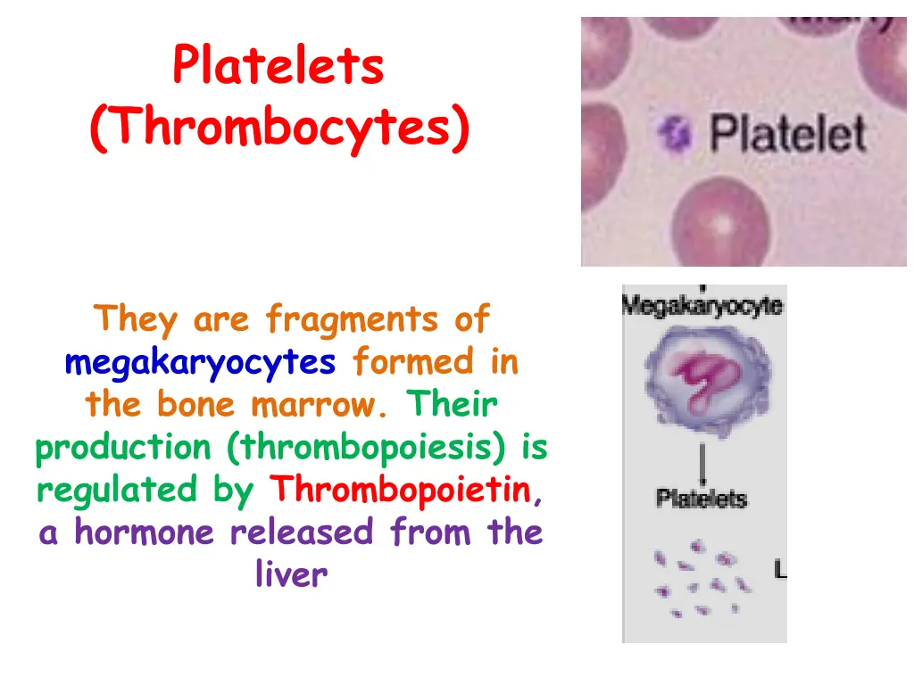 platelets thrombocytes