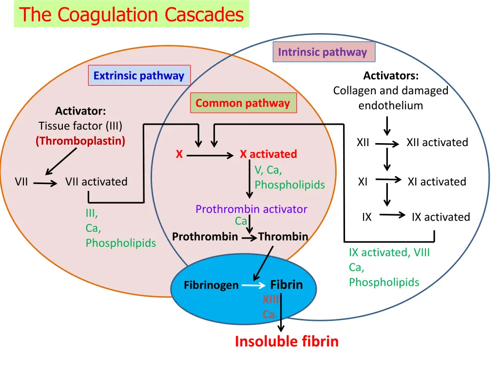 the coagulation cascades